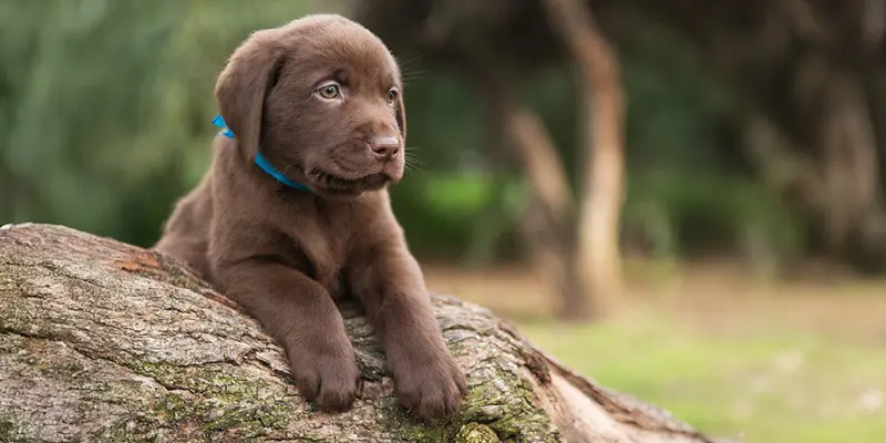 En brun hundvalp som ligger på en stock