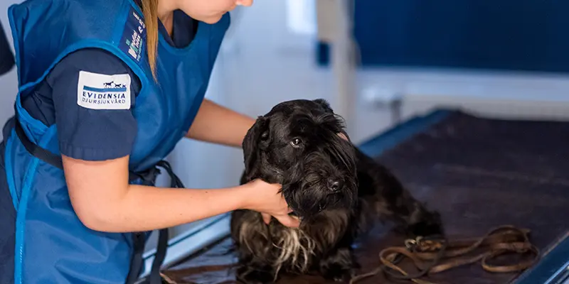 Röntgen Täby Djursjukhus