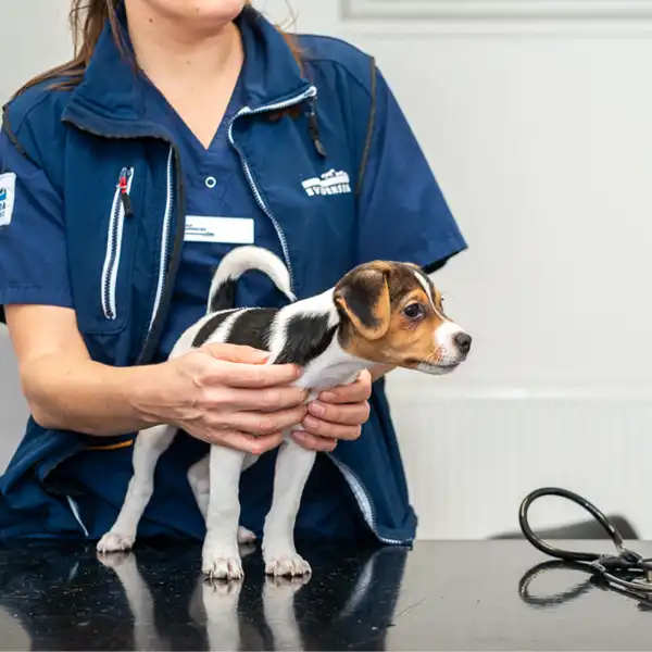 Boka tid online på Järfälla Djurklinik