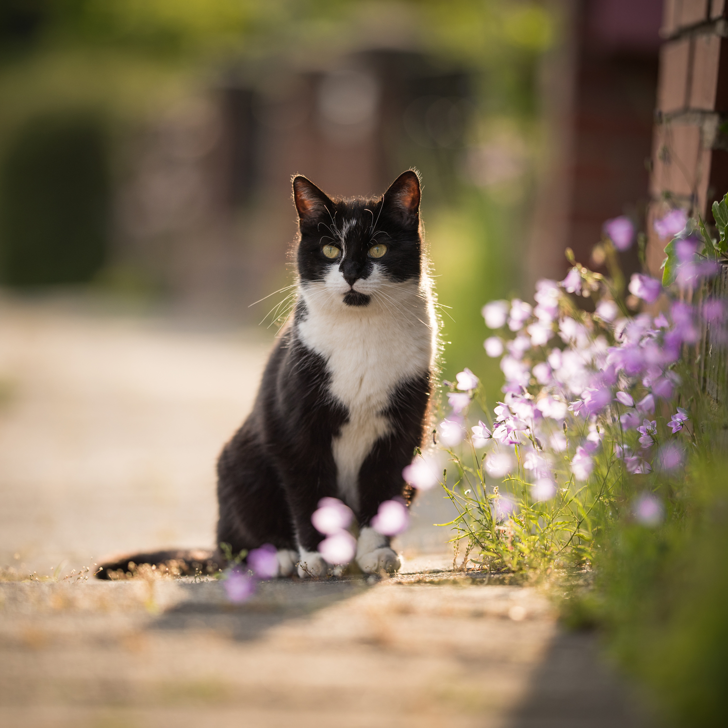 Svartvit katt sitter på en väg bredvid en mur och blå blommor