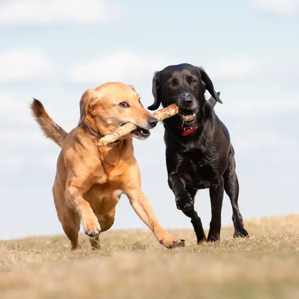 Våra öppettider Smådjursveterinären Säffle