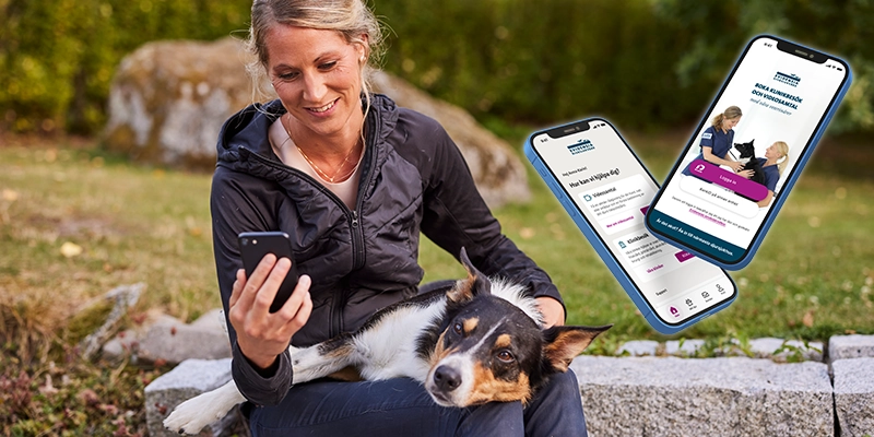 En kvinna tittar på sin mobiltelefon medan en hon har en hund i sitt knä