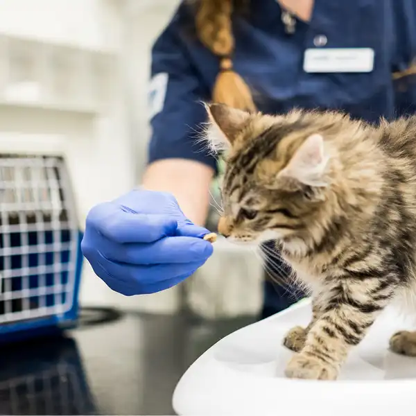 Priser på Järfälla Djurklinik