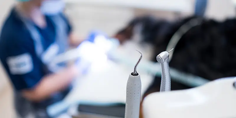 Tandavdelningen på Billdals Djurklinik Evidensia