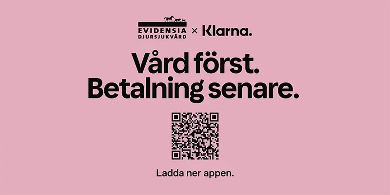 Reklambild med rosa bakgrund från Evidensia Djursjukvård och Klarna. Texten lyder: 'Vård först. Betalning senare.' Under texten finns en QR-kod med uppmaningen 'Ladda ner appen.'