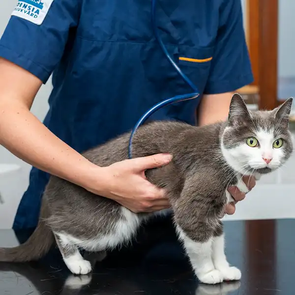 Behandlingar hund katt - Ejra Djurklinik