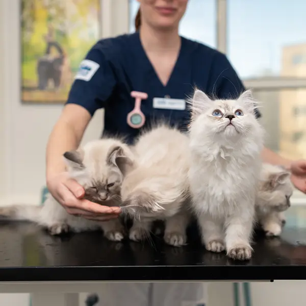 Medarbetare Ejra Djurklinik