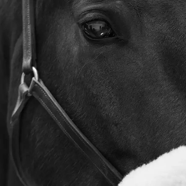 Veterinär häst Helsingborg