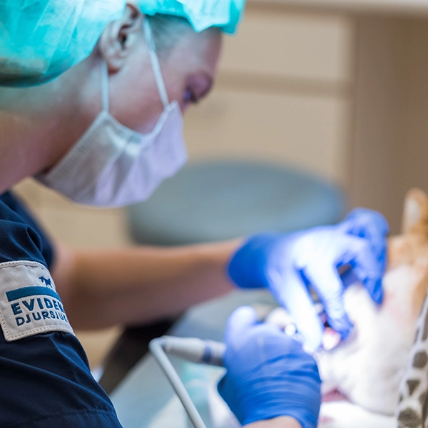 Veterinär Karlstad Djursjukhus